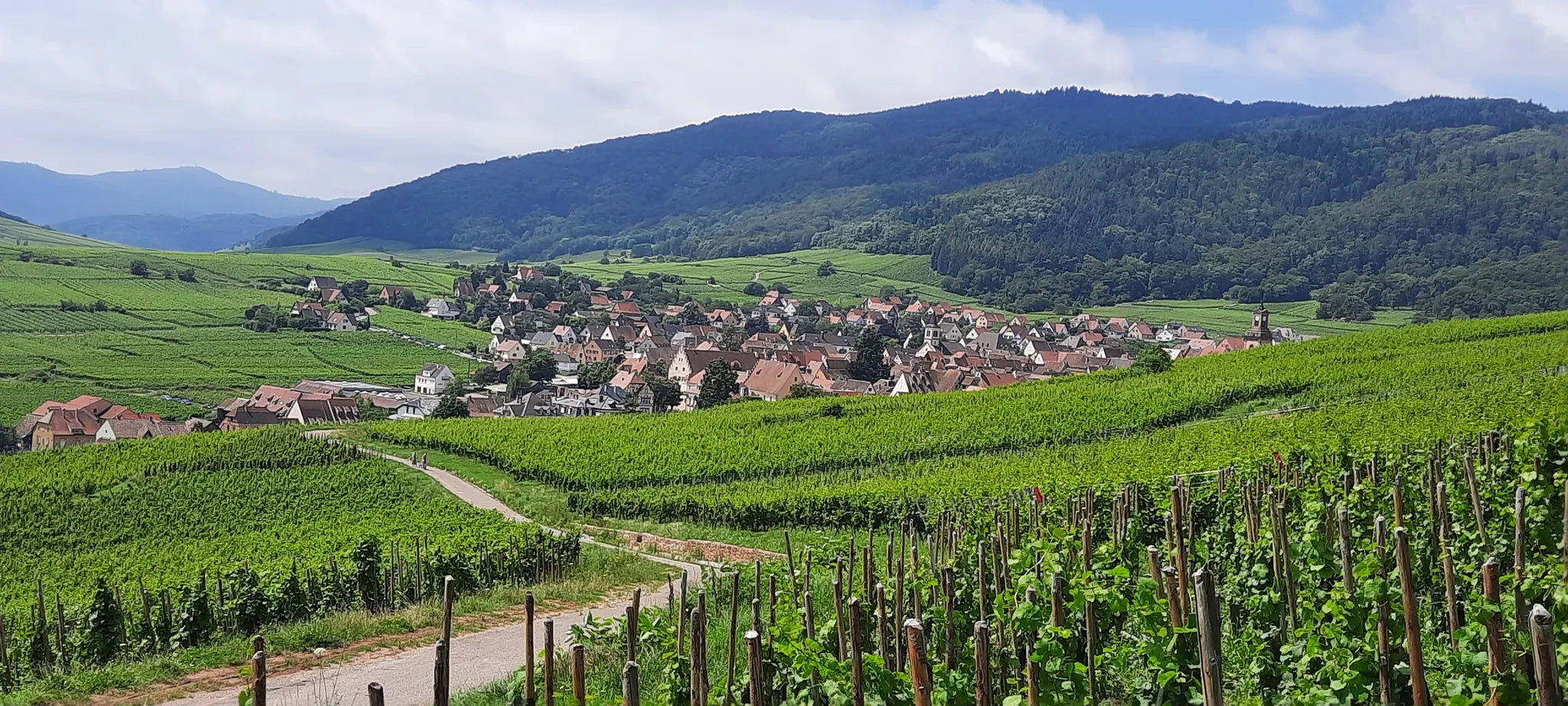 Domaine Hunter | McKirdy