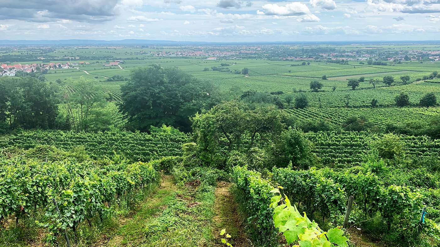 Weingut Müller-Ruprecht