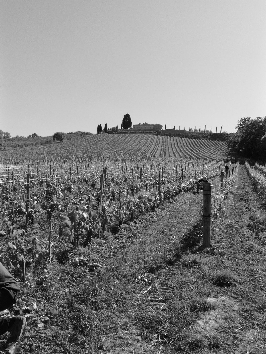 Cerbaiona - Ikonisk vin fra Brunello di Montalcino