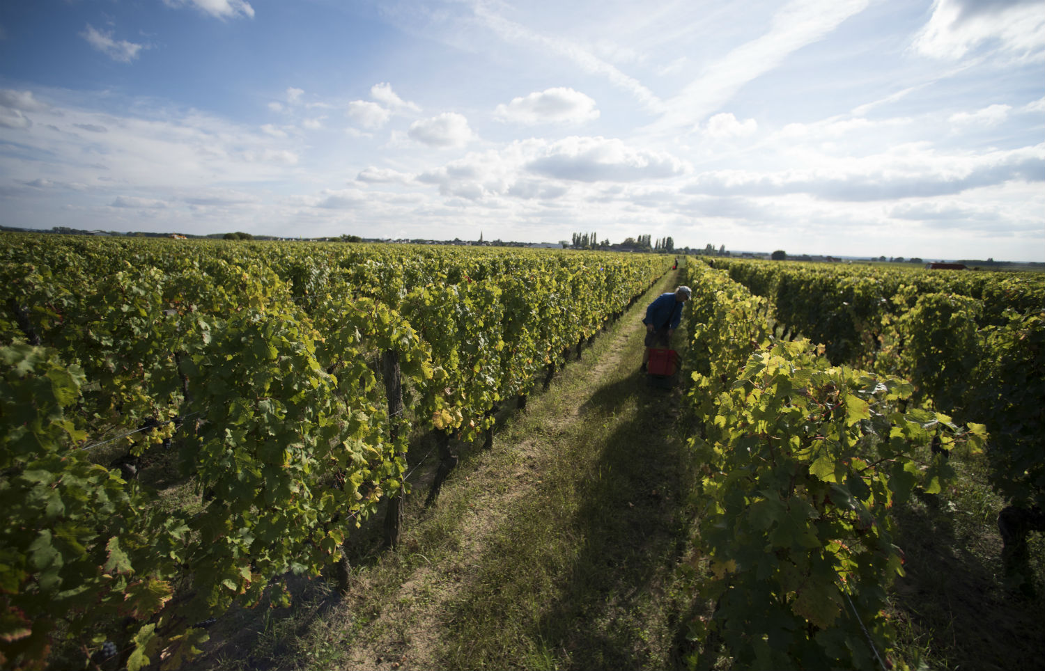 Domaine Frédéric Mabileau