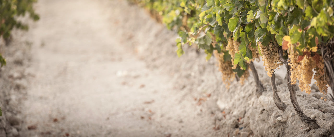 Vinos del Atlántico