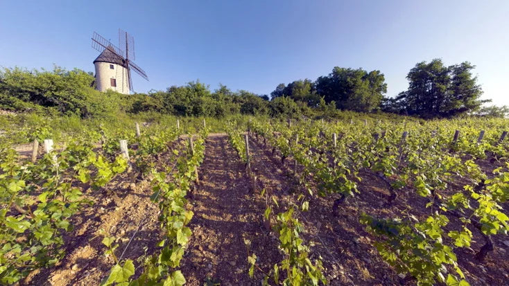 Domaine Jean-Marc Vincent