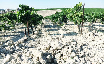 Bodegas Poniente