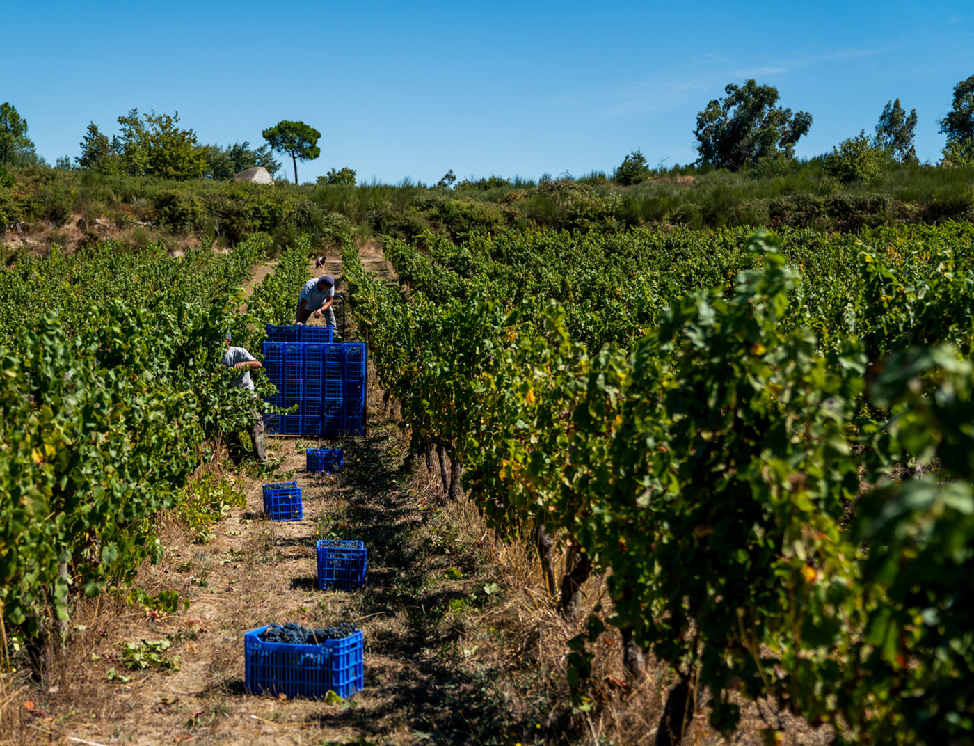 Textura Wines, Dão