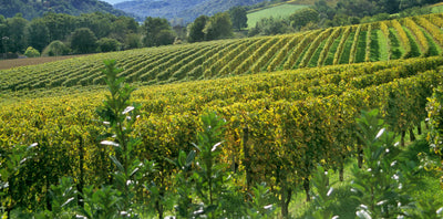 Domaine Bachelet-Monnot